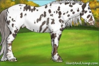 Horse Color:White Spotted Liver Chestnut Near Leopard Rabicano 