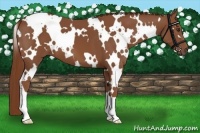 Horse Color:White Spotted Chestnut 