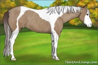 Horse Color:Classic Champagne Tobiano Varnish 