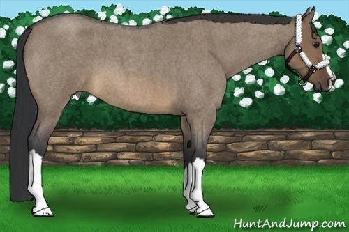 Horse Color:Brown Roan Dun 