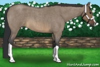 Horse Color:Brown Roan Dun
