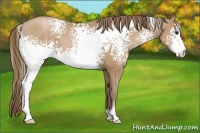 Horse Color:White Spotted Black Pearl