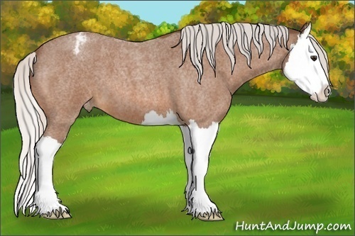 Horse Color:Silver Bay Roan Splash Varnish