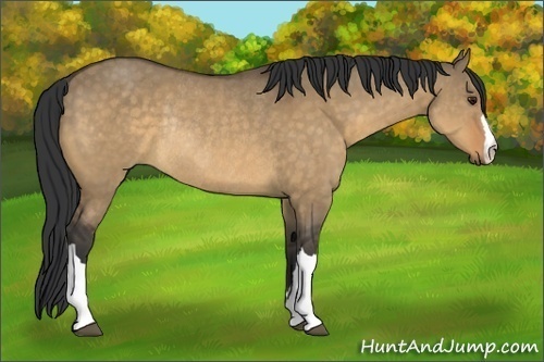 Horse Color:Buckskin Dun Rabicano 
