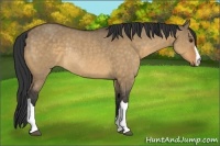 Horse Color:Buckskin Dun Rabicano