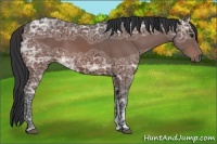 Horse Color:Bay Ice