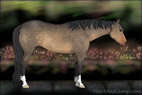 Horse Color:Brown Dun 
