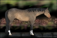 Horse Color:Brown Dun