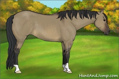 Horse Color:Brown Dun