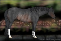 Horse Color:Brown Rabicano 