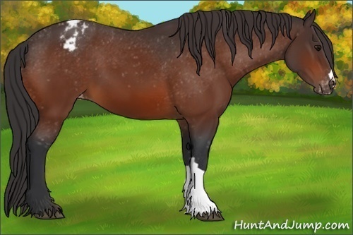 Horse Color:Bay Appaloosa 