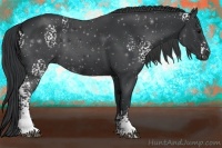 Horse Color:White Spotted Black