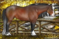 Horse Color:Brown Sabino
