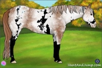 Horse Color:White Spotted Chestnut Varnish 
