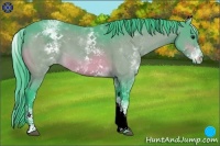 Horse Color:Watercolor White Spotted Bay Varnish 