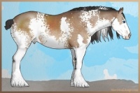 Horse Color:White Spotted Bay Splash 
