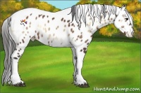 Horse Color:Bay Onyx Tobiano Appaloosa
