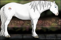 Horse Color:Chocolate Palomino Ice Roan Splash Appaloosa