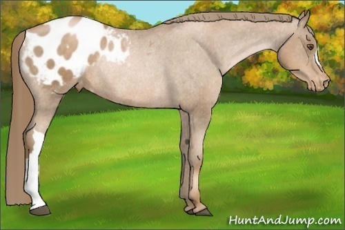 Horse Color:Liver Chestnut Pearl Appaloosa Rabicano