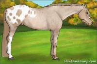 Horse Color:Liver Chestnut Pearl Blanket Rabicano