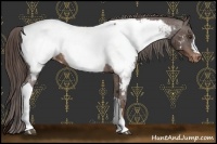 Horse Color:Liver Chestnut Snowcap