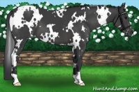 Horse Color:White Spotted Black