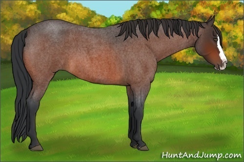 Horse Color:Bay Roan Splash 