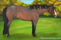 Horse Color:Bay Roan Splash