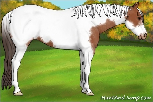 Horse Color:Bay Tobiano Frame Appaloosa 