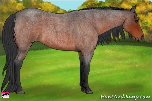 Horse Color:Bay Roan 