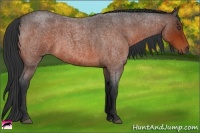 Horse Color:Bay Roan 