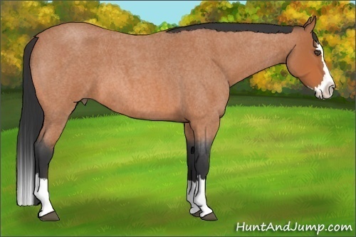 Horse Color:Bay Roan Splash 