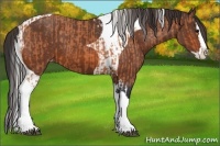 Horse Color:Bay Splash Tobiano Appaloosa  and Bay Splash Tobiano Appaloosa 