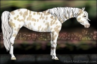 Horse Color:Silver Brown Dun Near Leopard Rabicano