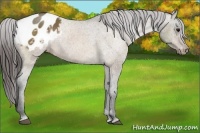 Horse Color:Bay Dun Appaloosa Rabicano 