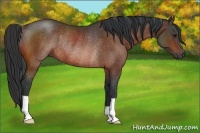 Horse Color:Bay Rabicano