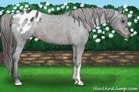 Horse Color:Brown Appaloosa 