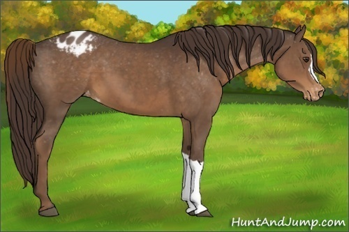 Horse Color:Liver Chestnut Appaloosa