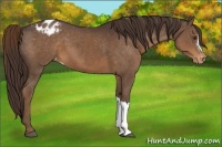 Horse Color:Liver Chestnut Appaloosa 