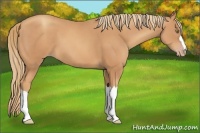 Horse Color:Gold Champagne 