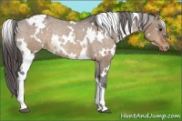 Horse Color:White Spotted Bay Dun Appaloosa Rabicano