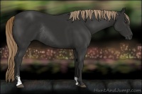 Horse Color:Liver Chestnut Sabino Rabicano 