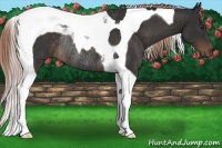 Horse Color:Liver Chestnut Tobiano Rabicano 