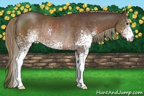 Horse Color:White Spotted Liver Chestnut Rabicano 