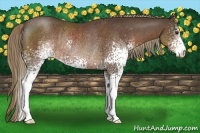 Horse Color:White Spotted Liver Chestnut Rabicano