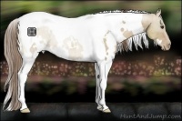 Horse Color:White Spotted Grullo Pearl Tobiano Rabicano