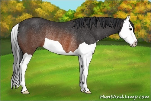Horse Color:Brown Splash Rabicano