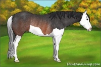 Horse Color:Brown Splash Rabicano