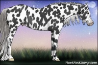 Horse Color:Black Appaloosa Rabicano 