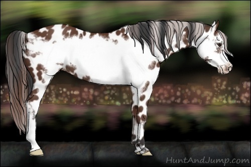 Horse Color:Bay Frame Appaloosa